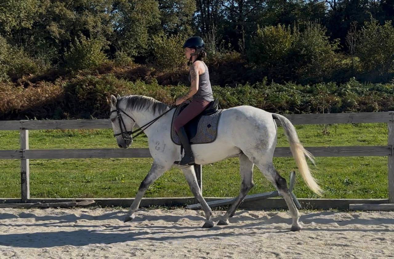 Gelding Lusitano For sale 2016 Grey