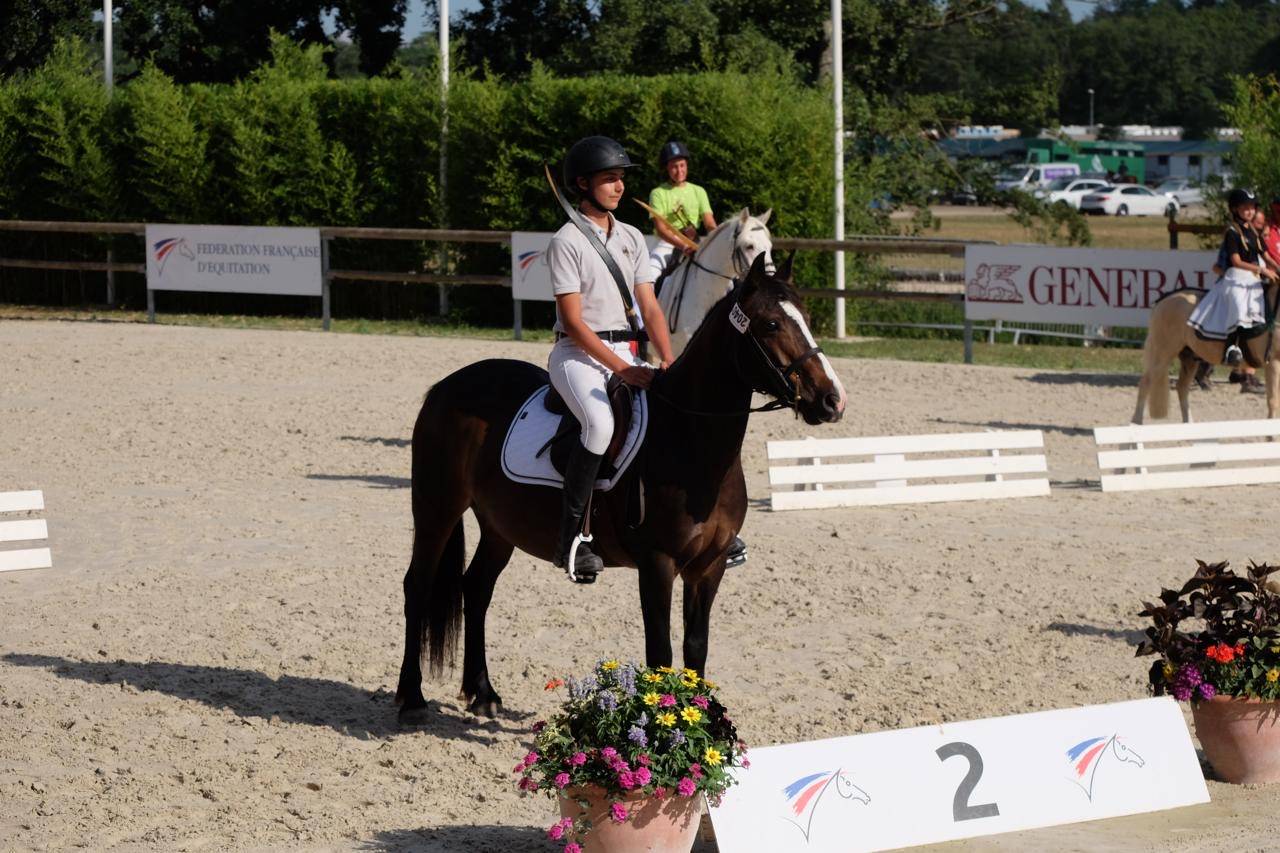 Mare Other Pony Breed For sale 2013 Dark Bay