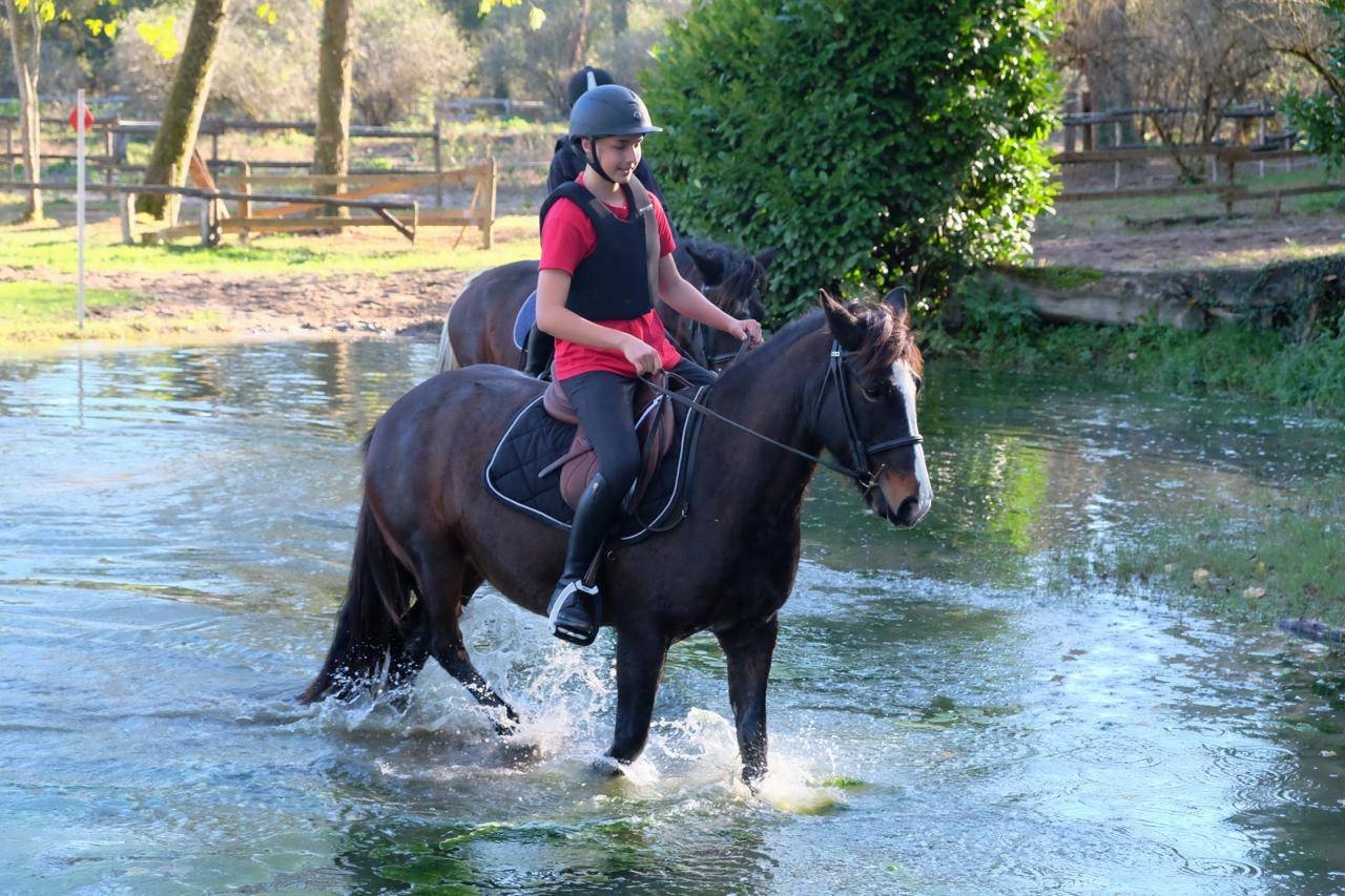 Mare Other Pony Breed For sale 2013 Dark Bay