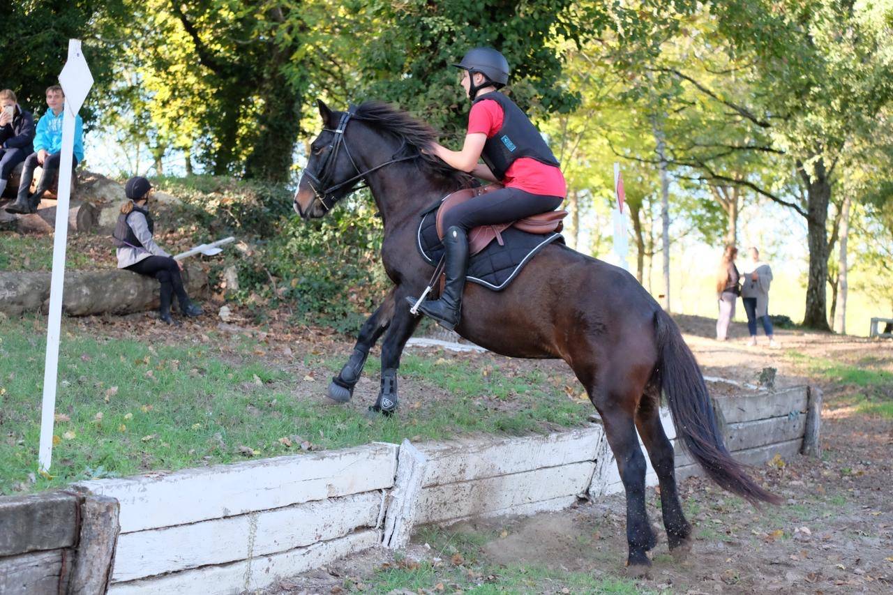 Mare Other Pony Breed For sale 2013 Dark Bay