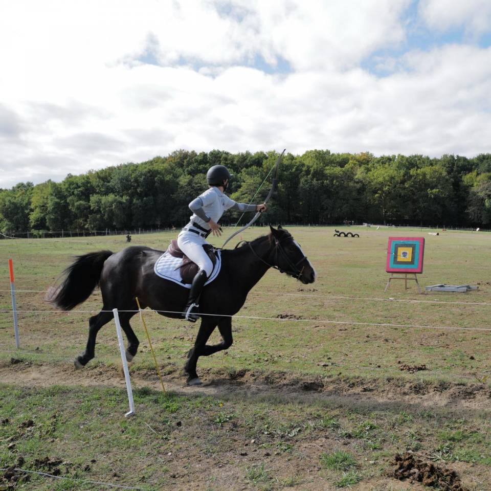 Mare Other Pony Breed For sale 2013 Dark Bay