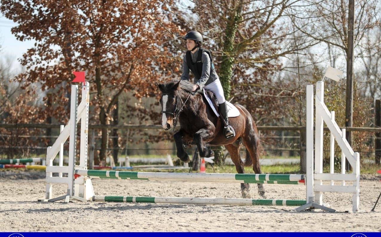 Mare Other Pony Breed For sale 2013 Dark Bay