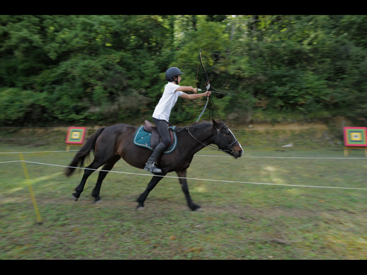 Mare Other Pony Breed For sale 2013 Dark Bay