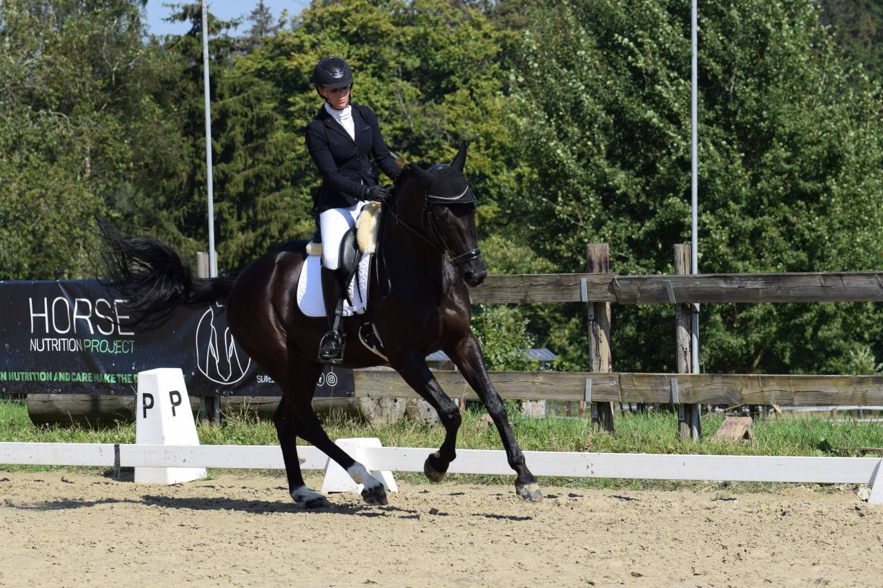 Gelding Oldenburg For sale 2016 Black