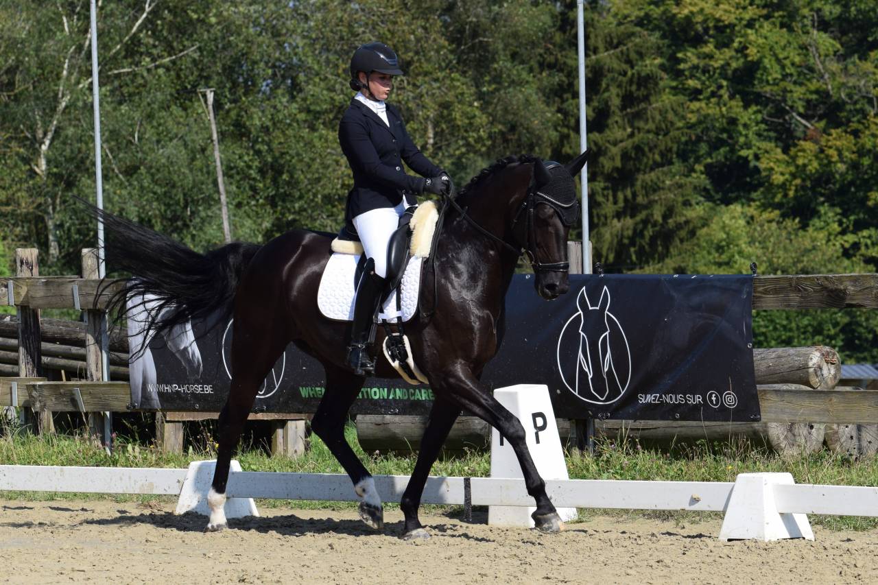 Gelding Oldenburg For sale 2016 Black