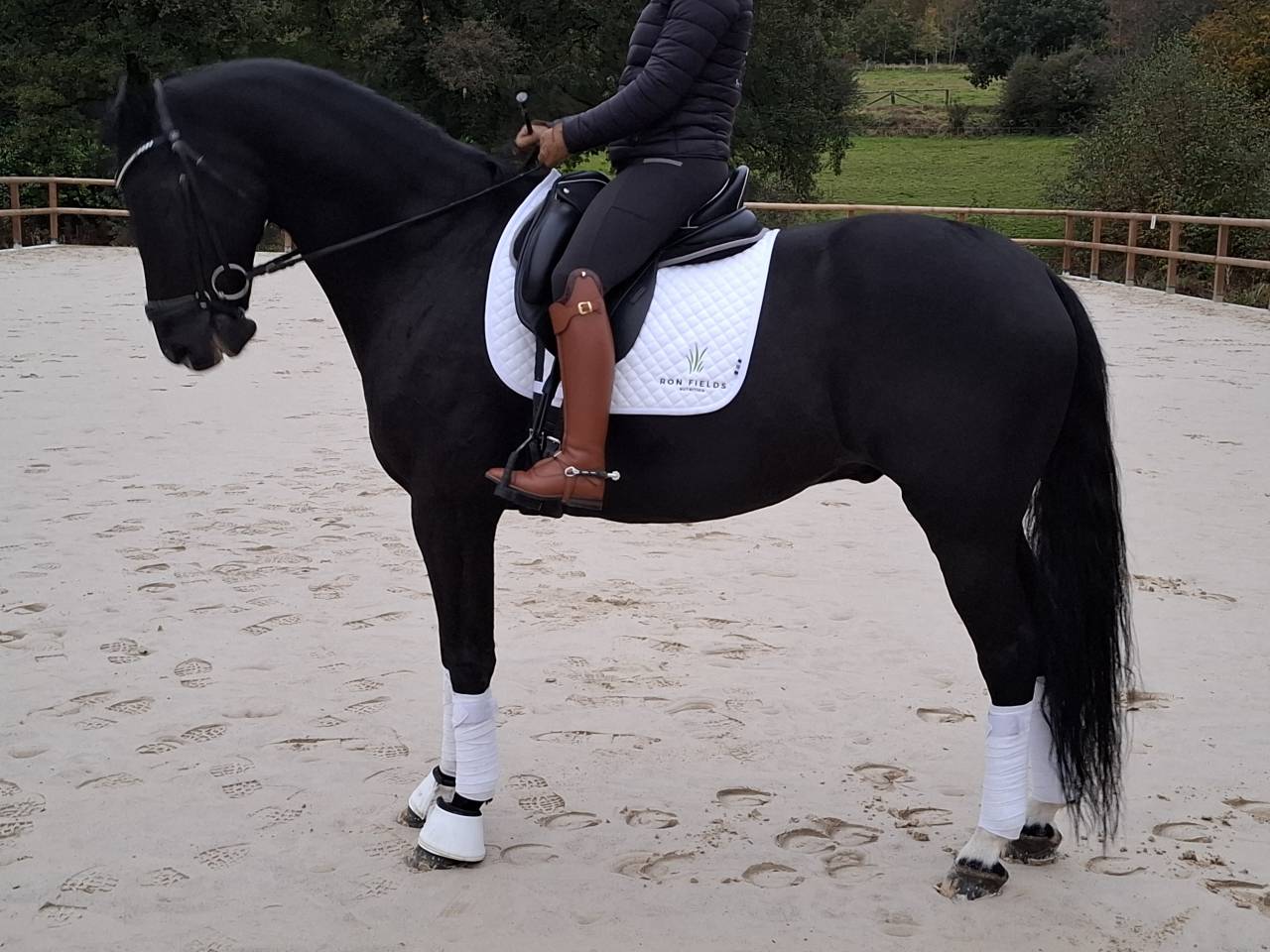 Gelding Oldenburg For sale 2016 Black