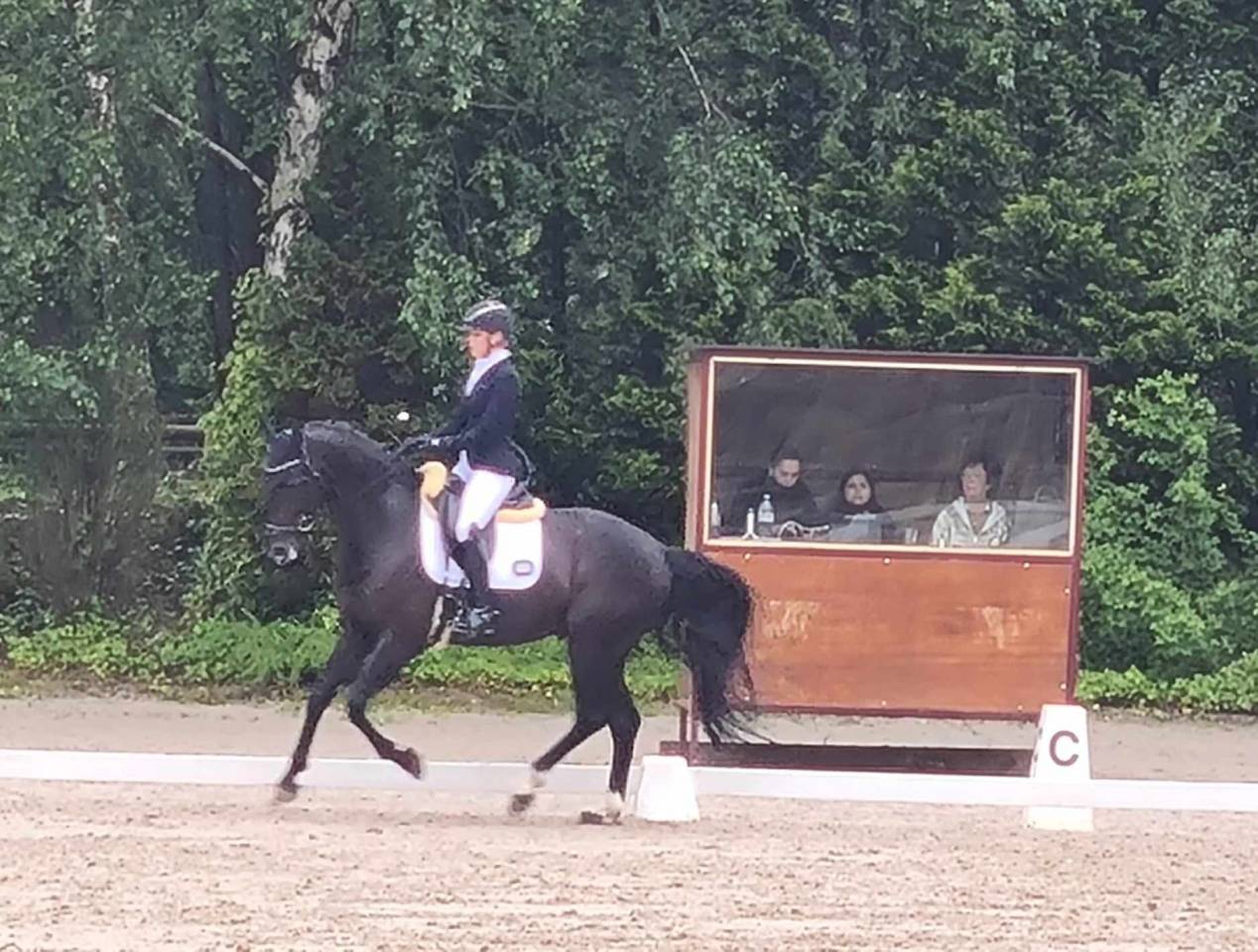 Gelding Oldenburg For sale 2016 Black