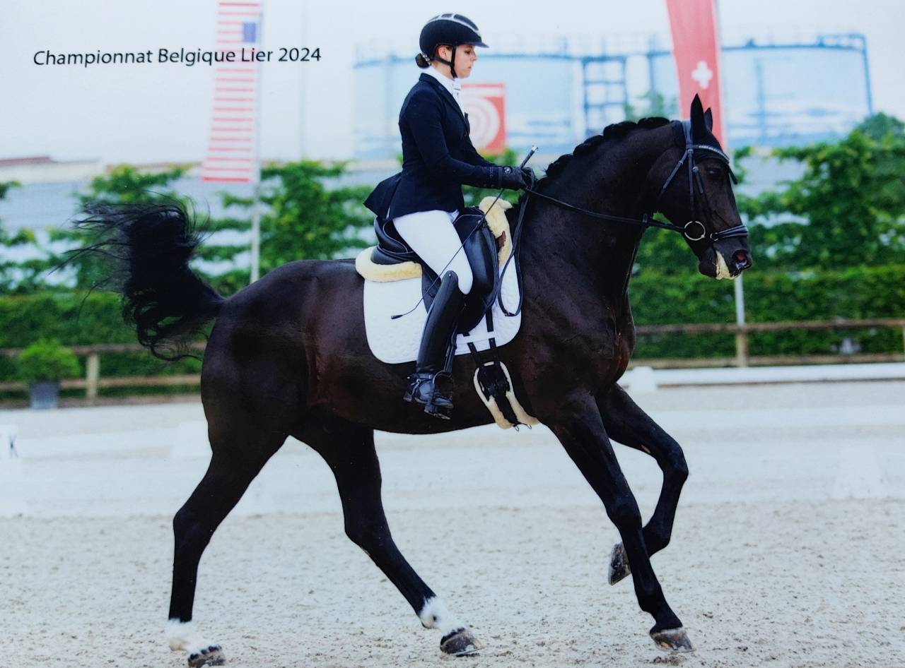 Gelding Oldenburg For sale 2016 Black