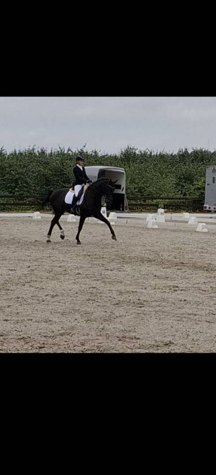 Gelding Oldenburg For sale 2016 Black