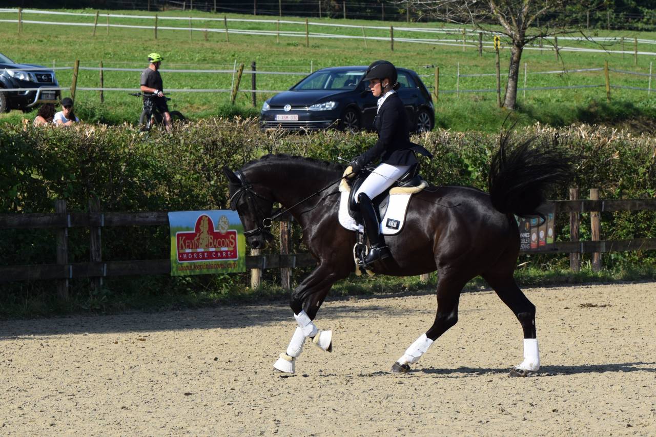 Gelding Oldenburg For sale 2016 Black