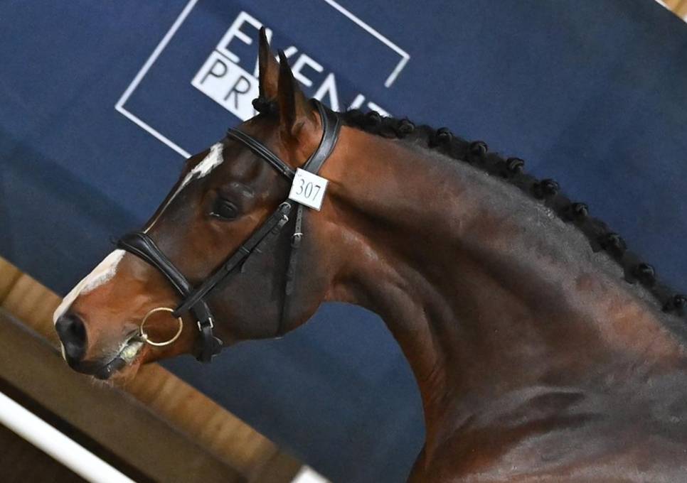 Gelding Selle Français For sale 2021 Bay
