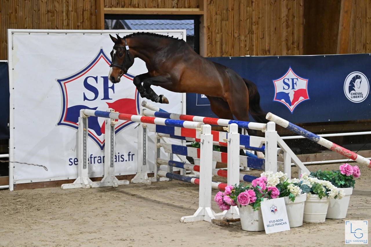 Gelding Selle Français For sale 2021 Bay