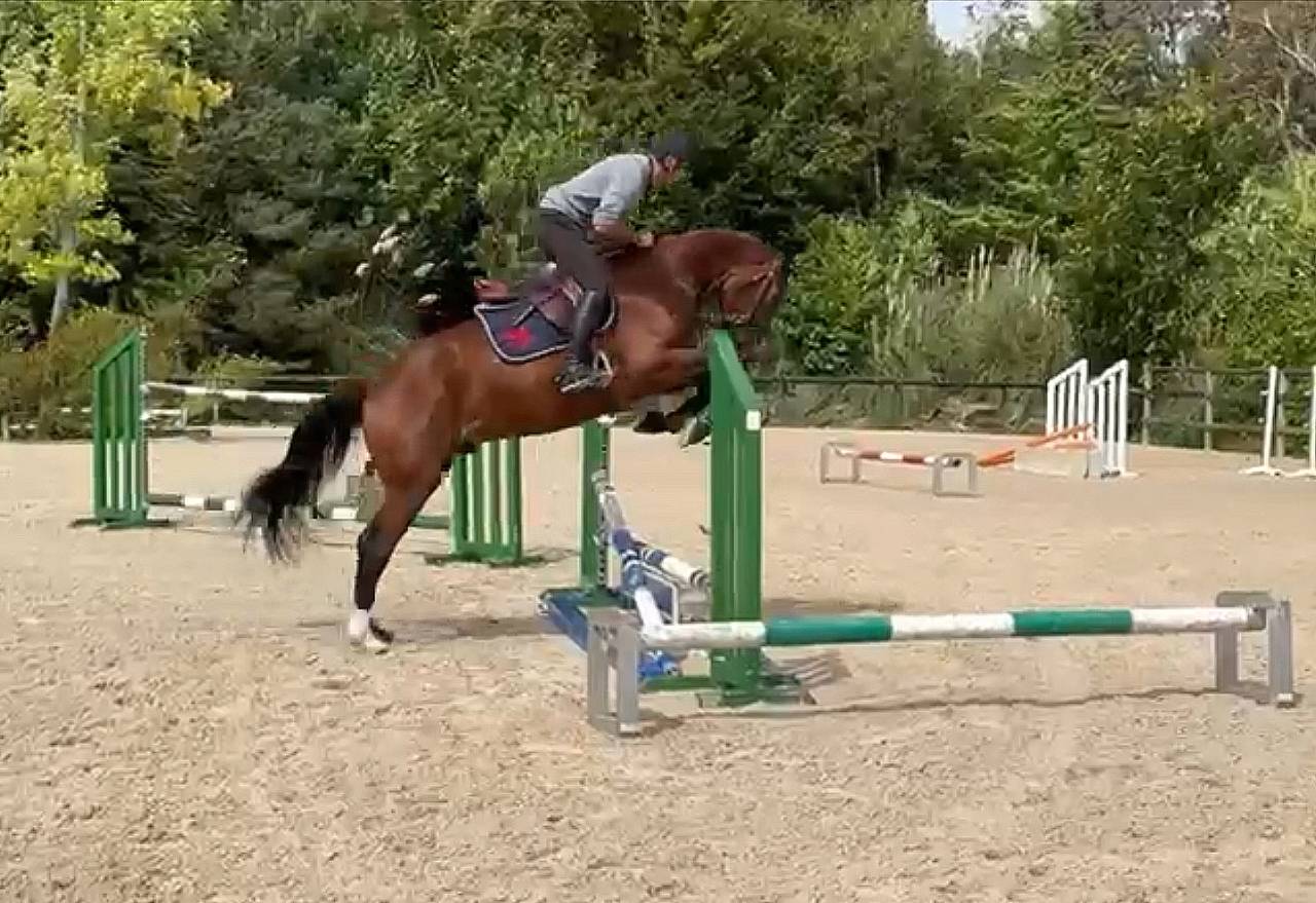 Gelding Selle Français For sale 2021 Bay