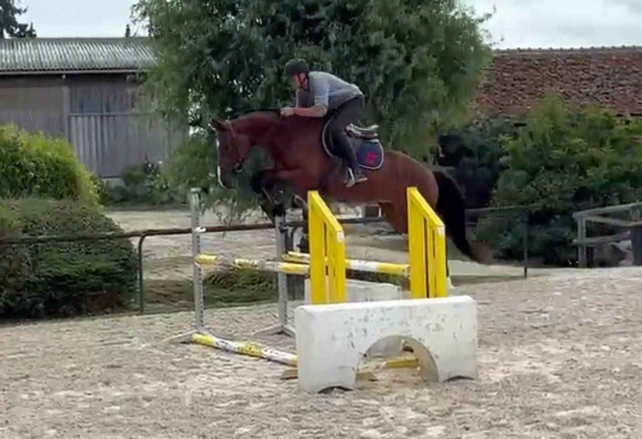 Gelding Selle Français For sale 2021 Bay