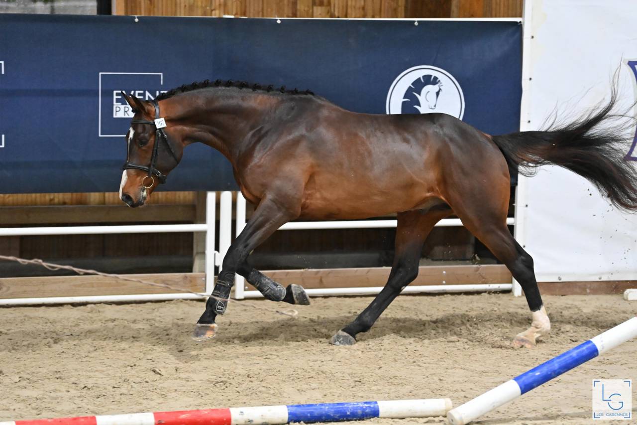 Gelding Selle Français For sale 2021 Bay