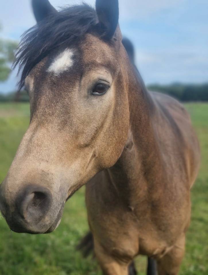 Broodmare Connemara For sale 2009 Grey