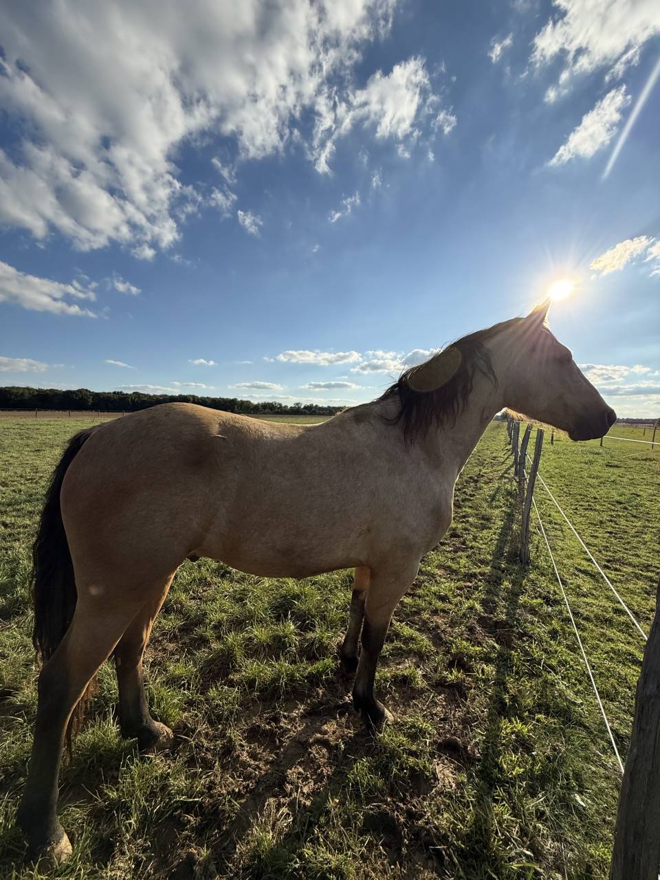 Broodmare Connemara For sale 2009 Grey