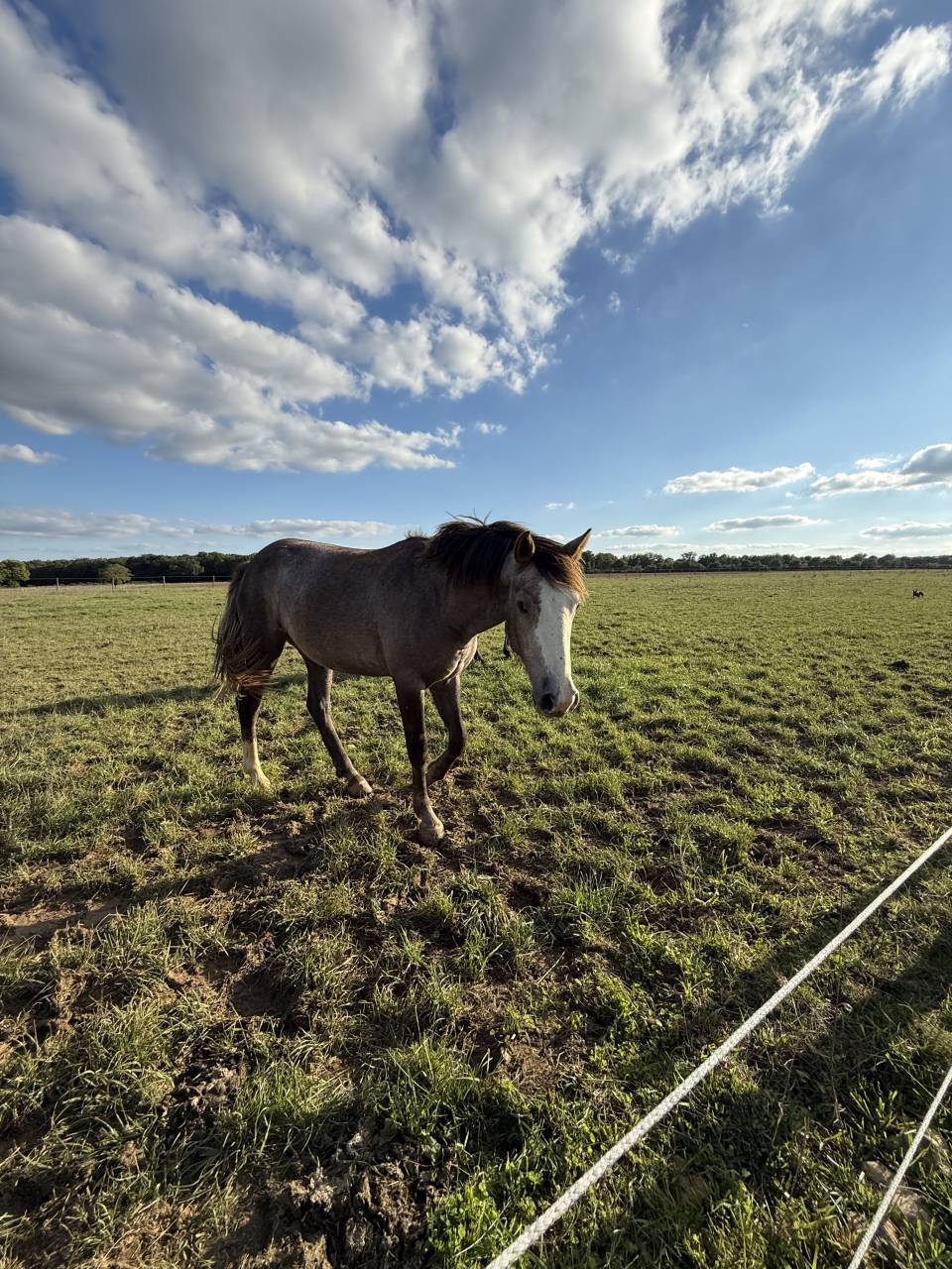 Broodmare Connemara For sale 2009 Grey