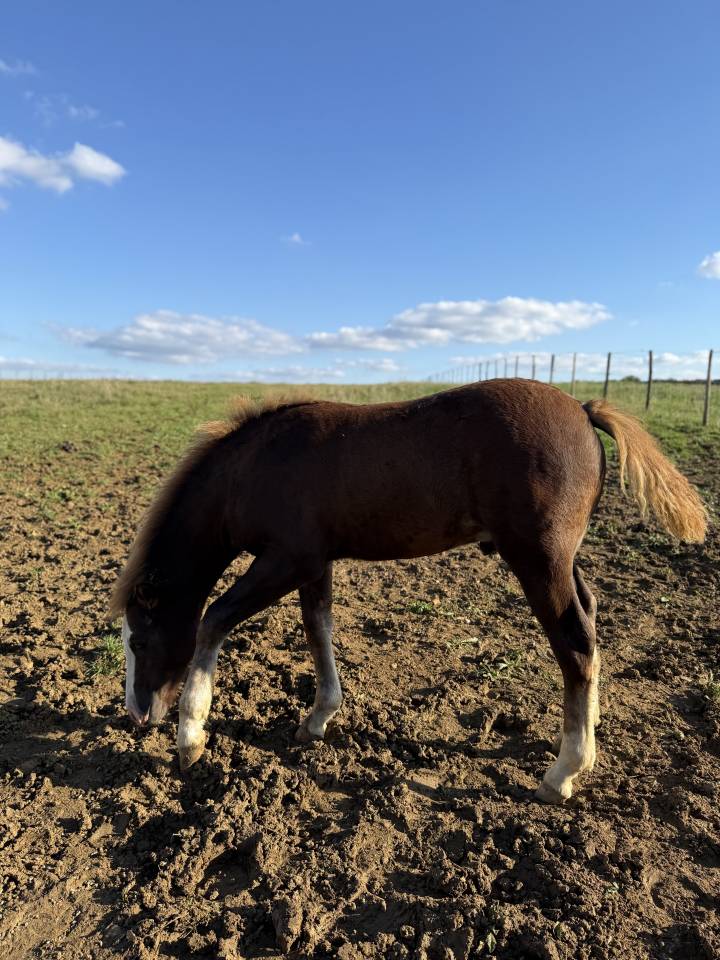 Broodmare Connemara For sale 2009 Grey