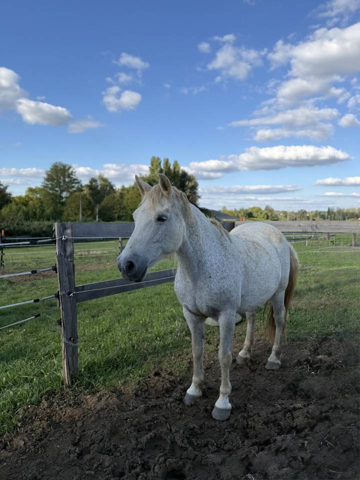 Broodmare Connemara For sale 2009 Grey