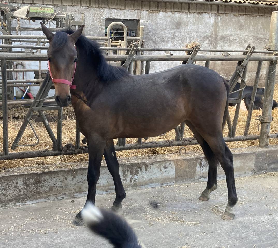 Mare French Saddle Pony For sale 2024 Bay