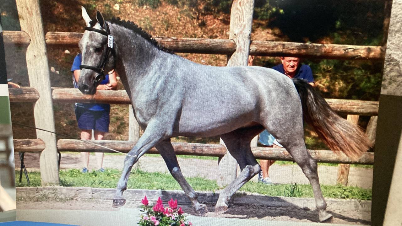 Mare French Saddle Pony For sale 2024 Bay