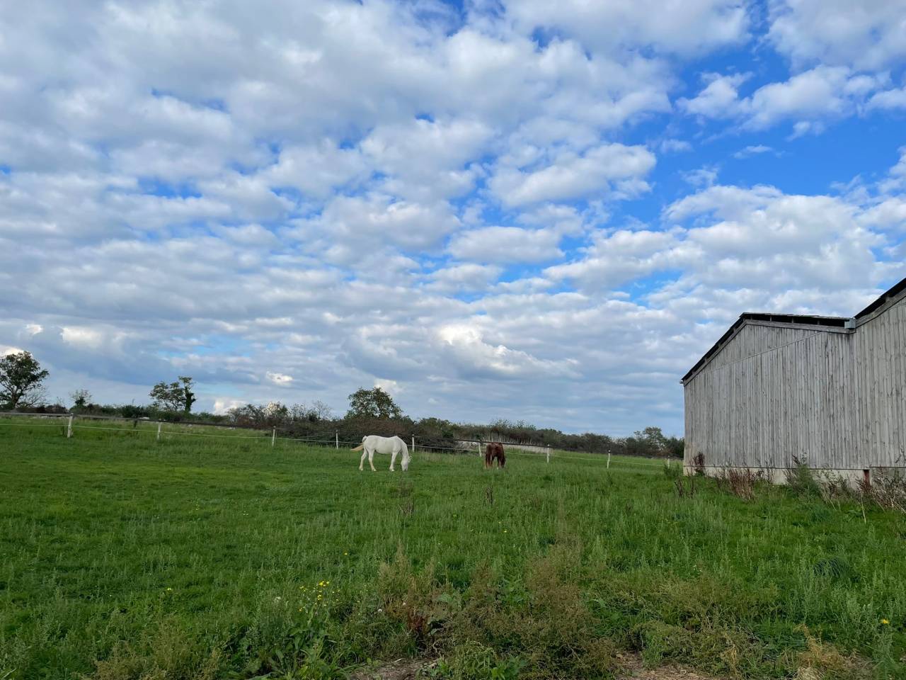 Mare Origin Recorded For entrust 2002 White