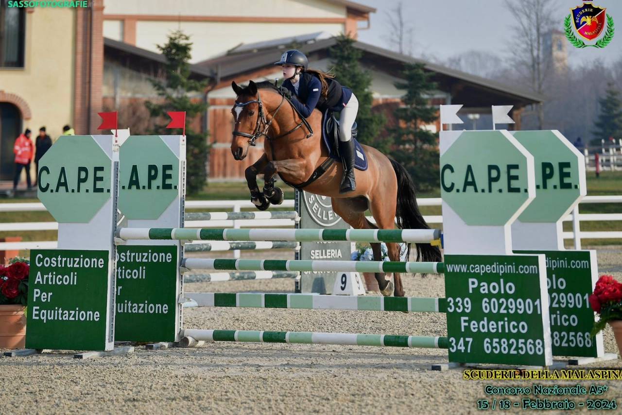 Gelding French Saddle Pony For sale 2014 Bay