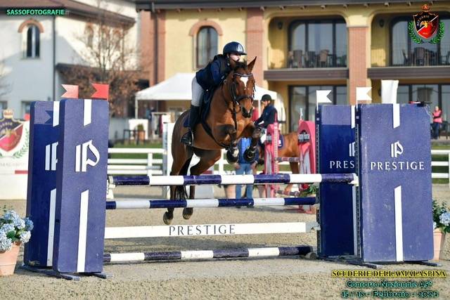 Gelding French Saddle Pony For sale 2014 Bay