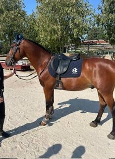 Gelding French Saddle Pony For sale 2014 Bay