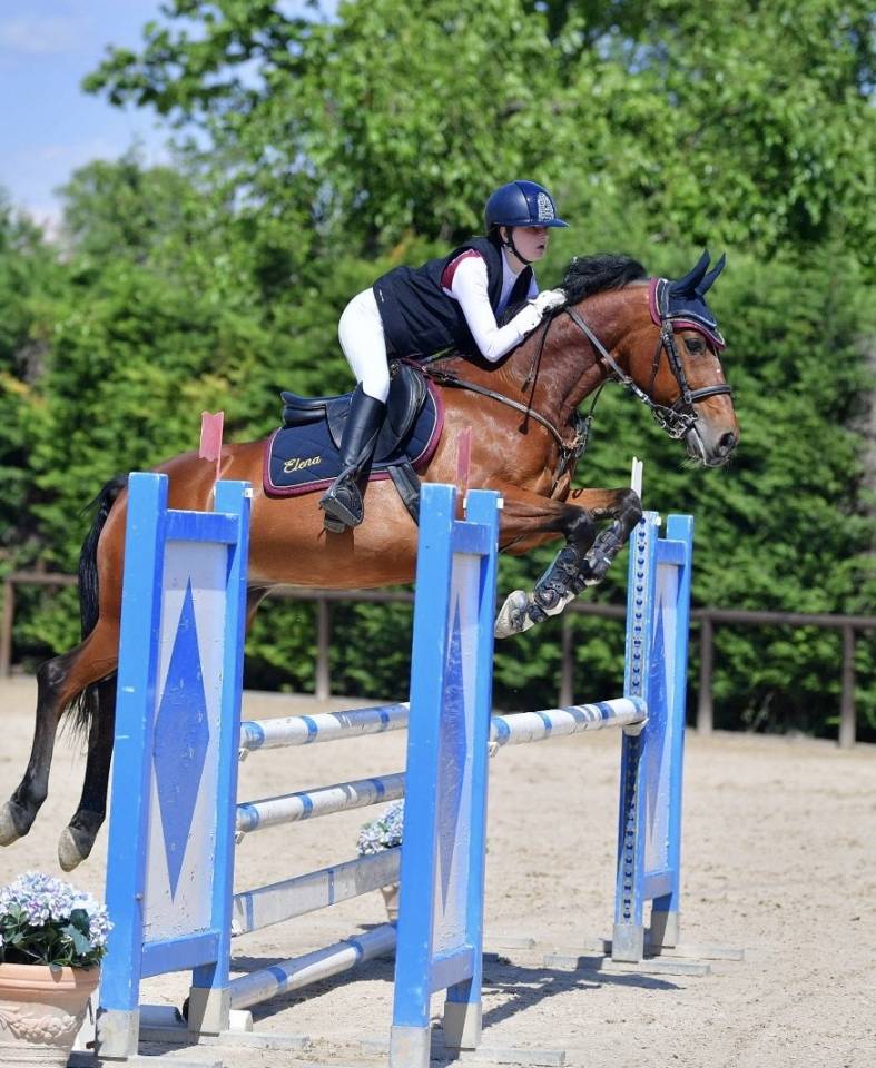 Gelding French Saddle Pony For sale 2014 Bay