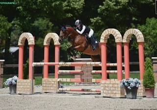 Gelding French Saddle Pony For sale 2014 Bay