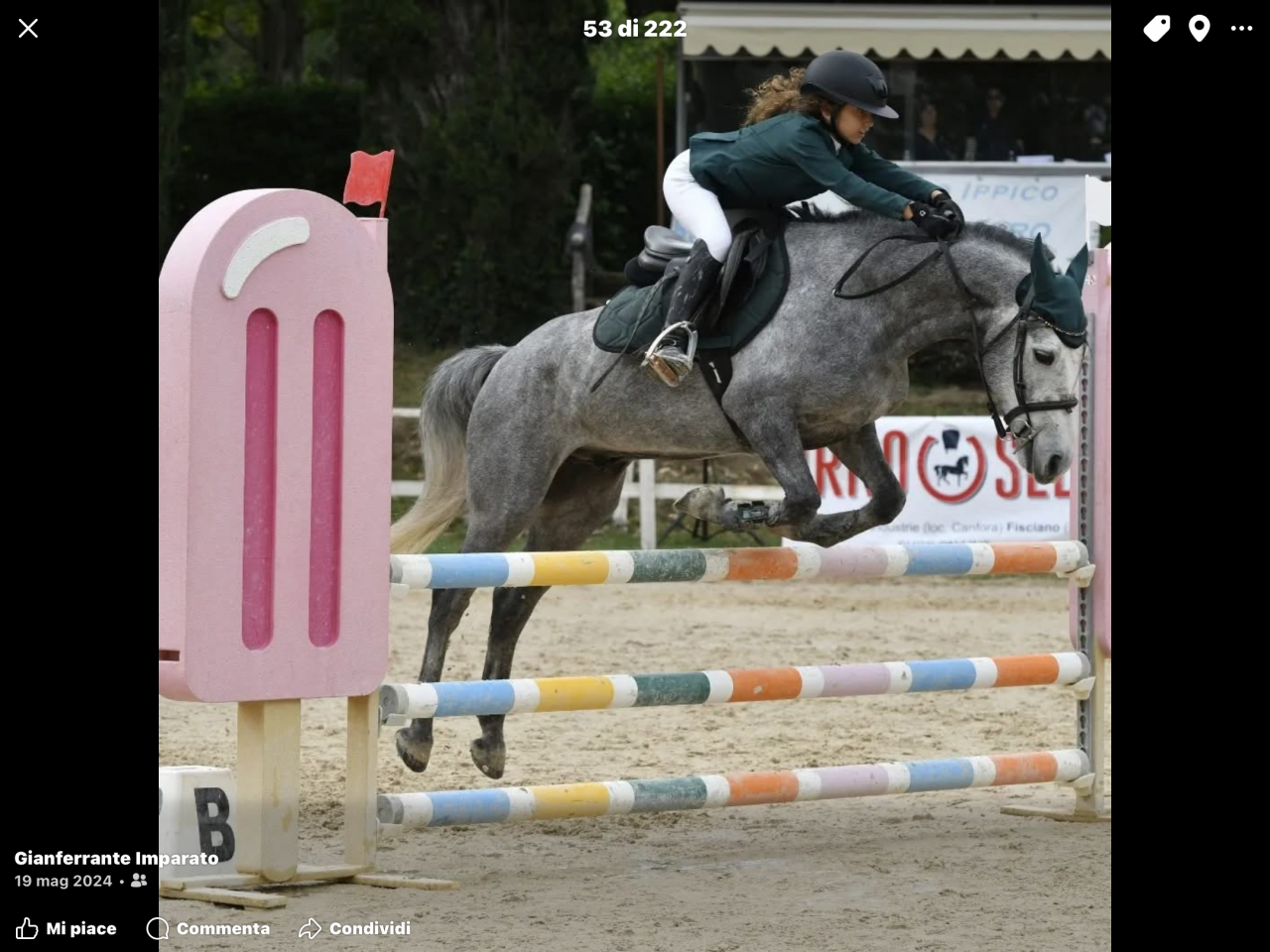 Gelding Connemara For loan 2019 Grey