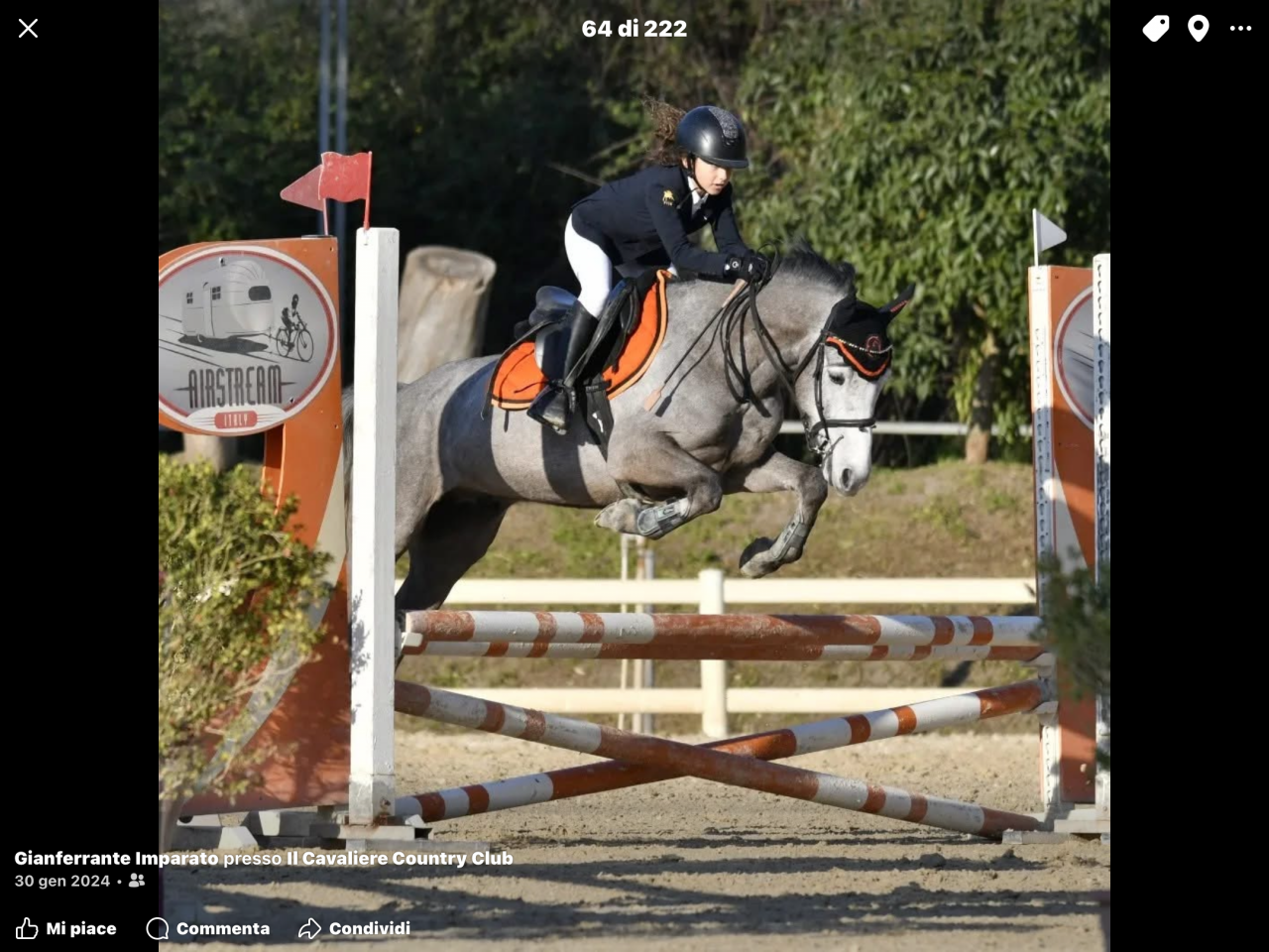 Gelding Connemara For loan 2019 Grey