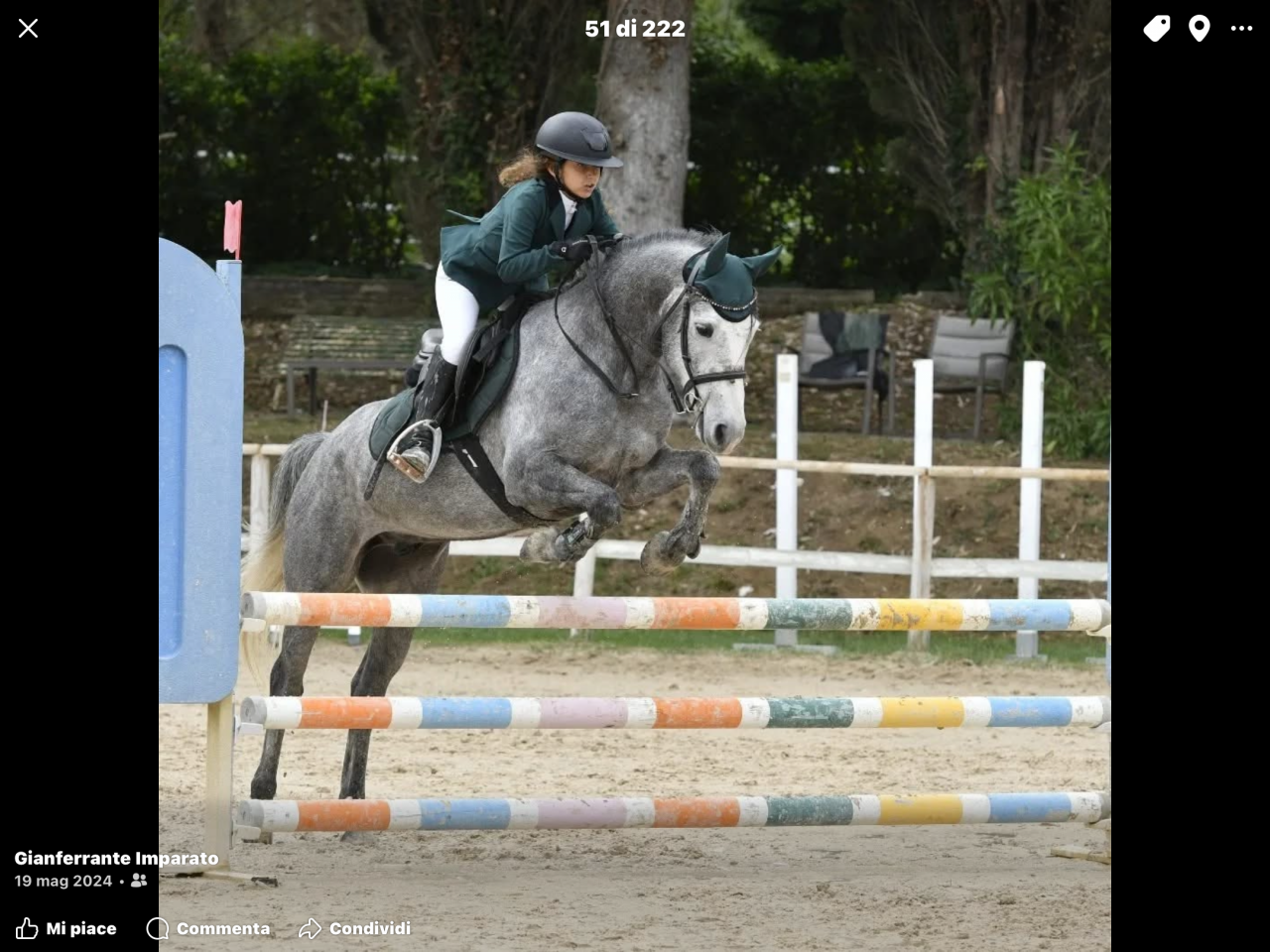 Gelding Connemara For loan 2019 Grey