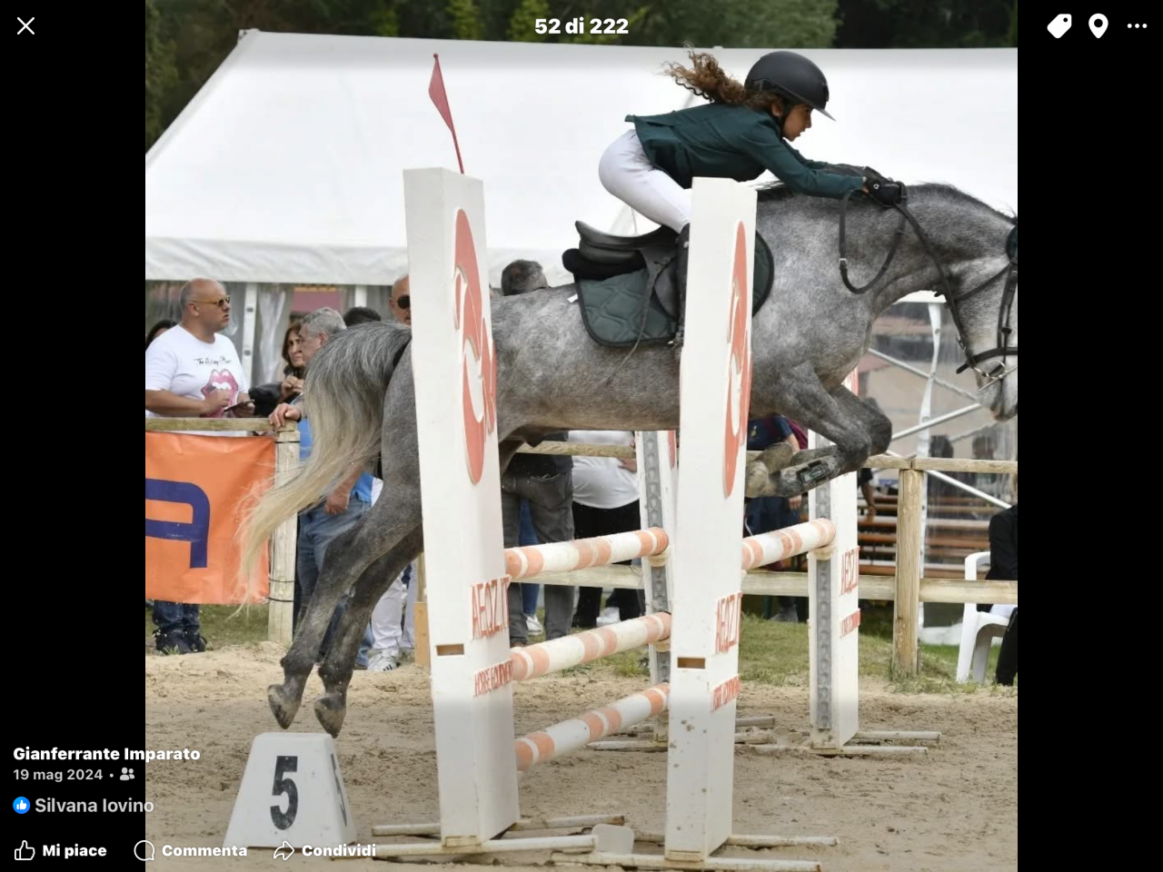 Gelding Connemara For loan 2019 Grey