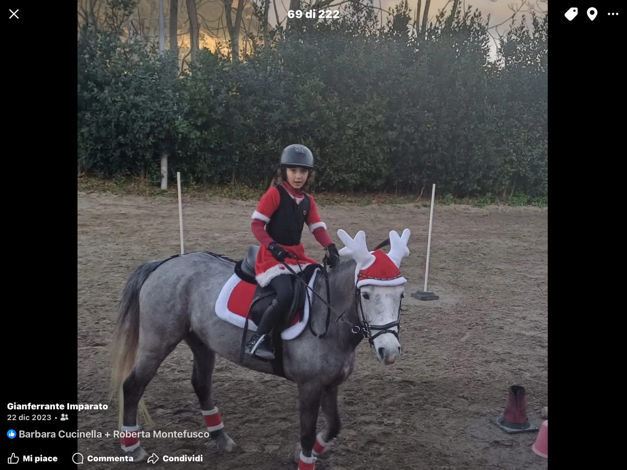 Gelding Connemara For loan 2019 Grey