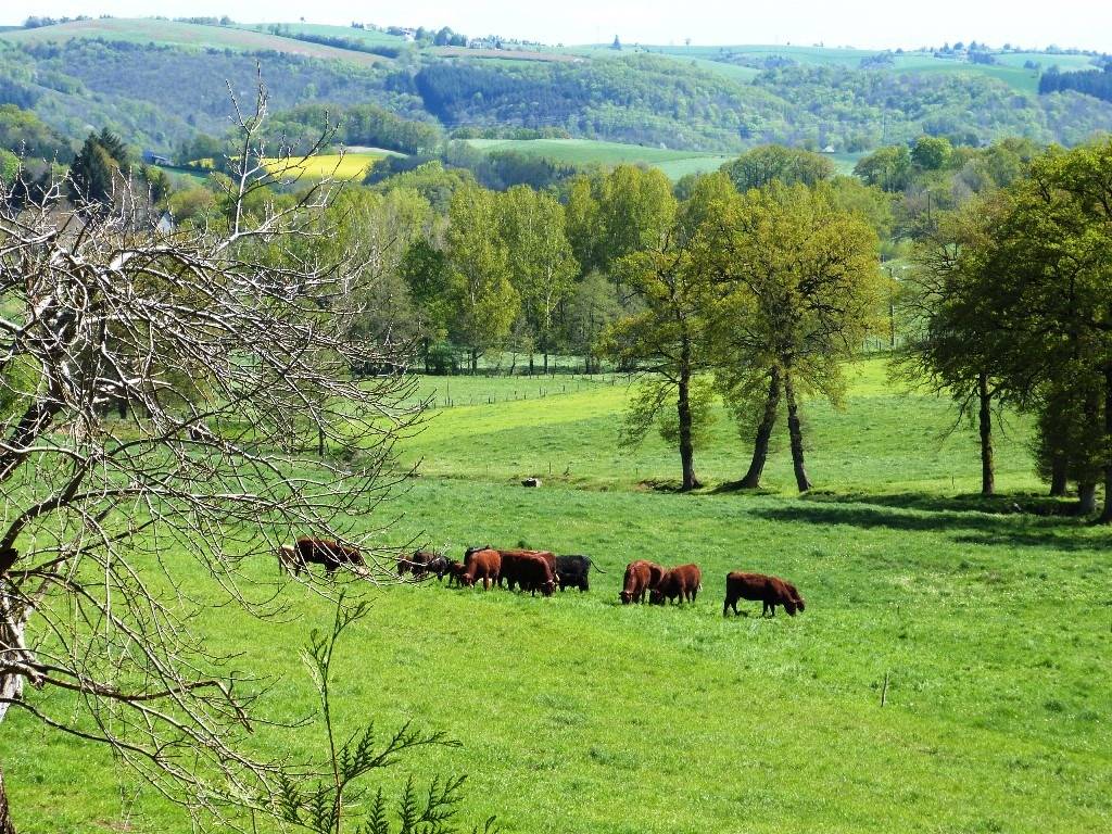 Luxurious equestrian property  Cantal