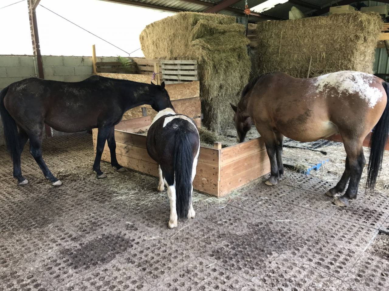 Luxurious equestrian property  Cantal