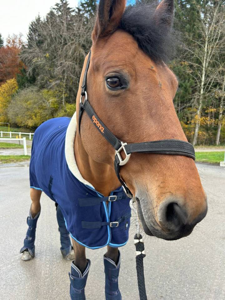 Gelding Selle Français For sale 2012 Bay