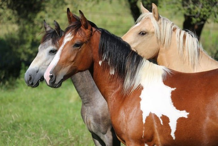 Riding school  Liège