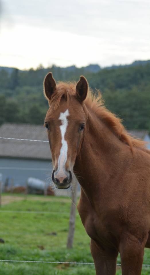 Colt Selle Français For sale 2025 Chesnut