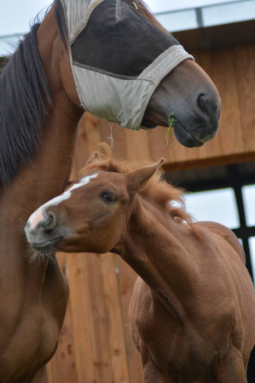 Colt Selle Français For sale 2025 Chesnut