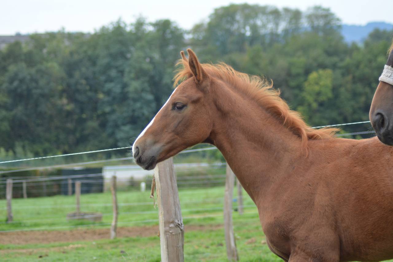 Colt Selle Français For sale 2025 Chesnut