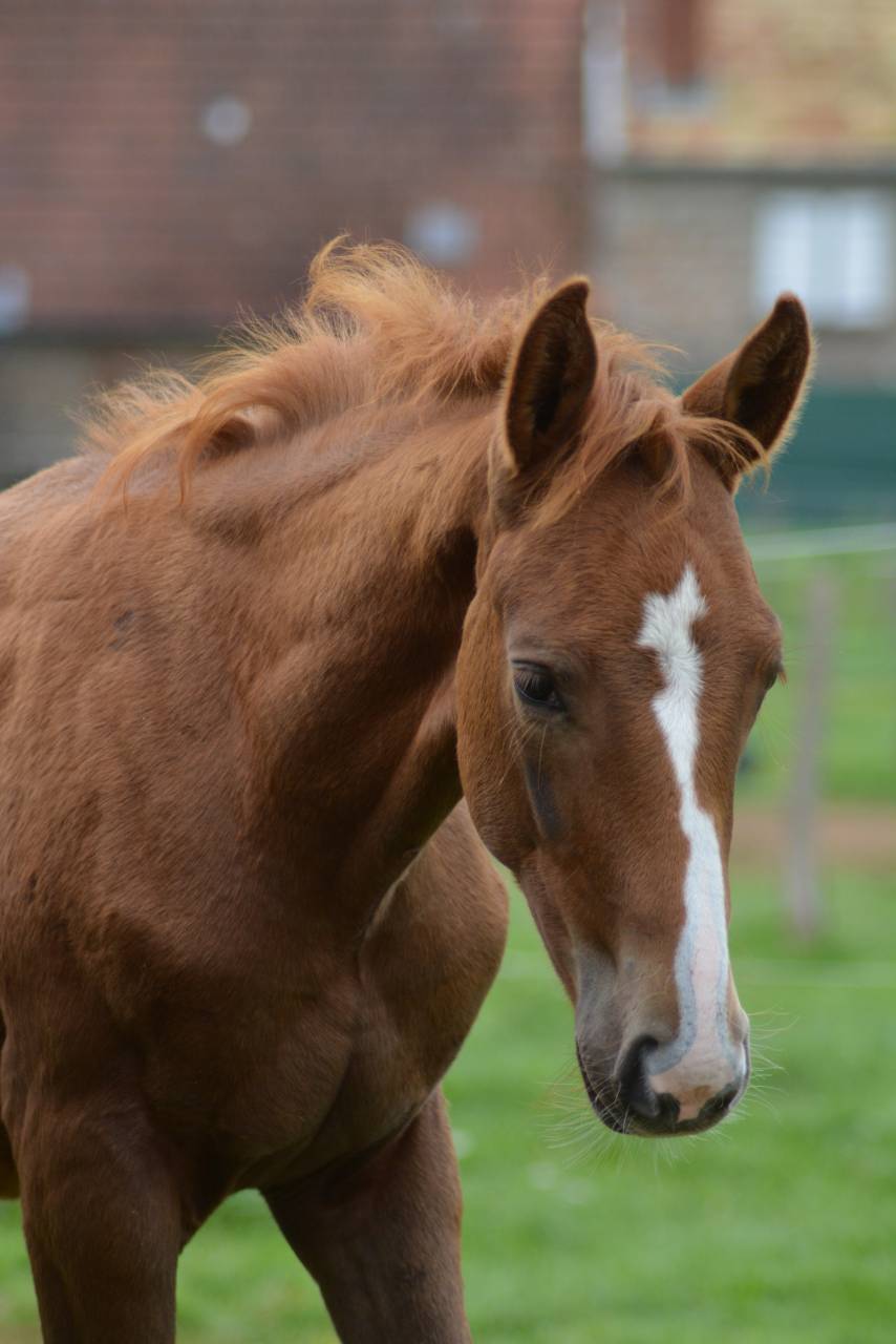 Colt Selle Français For sale 2025 Chesnut
