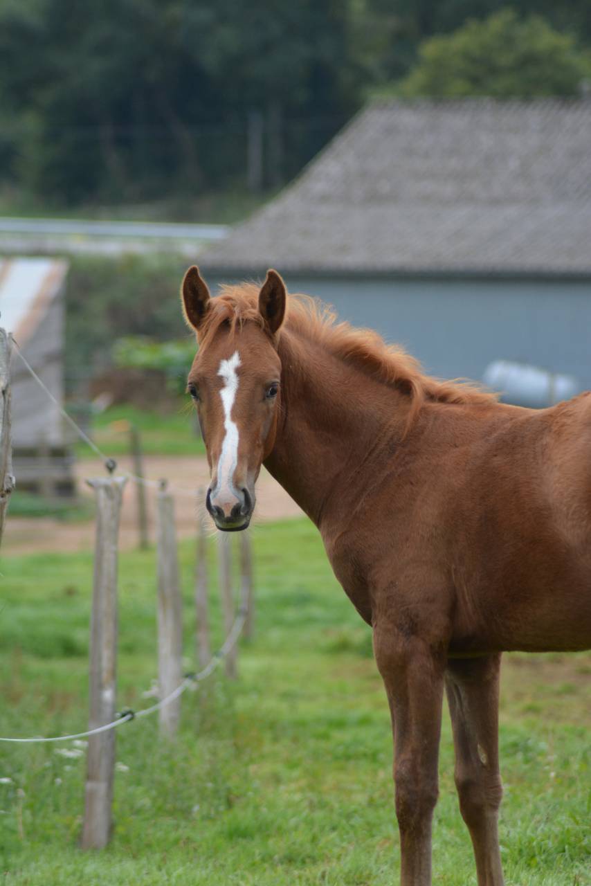 Colt Selle Français For sale 2025 Chesnut