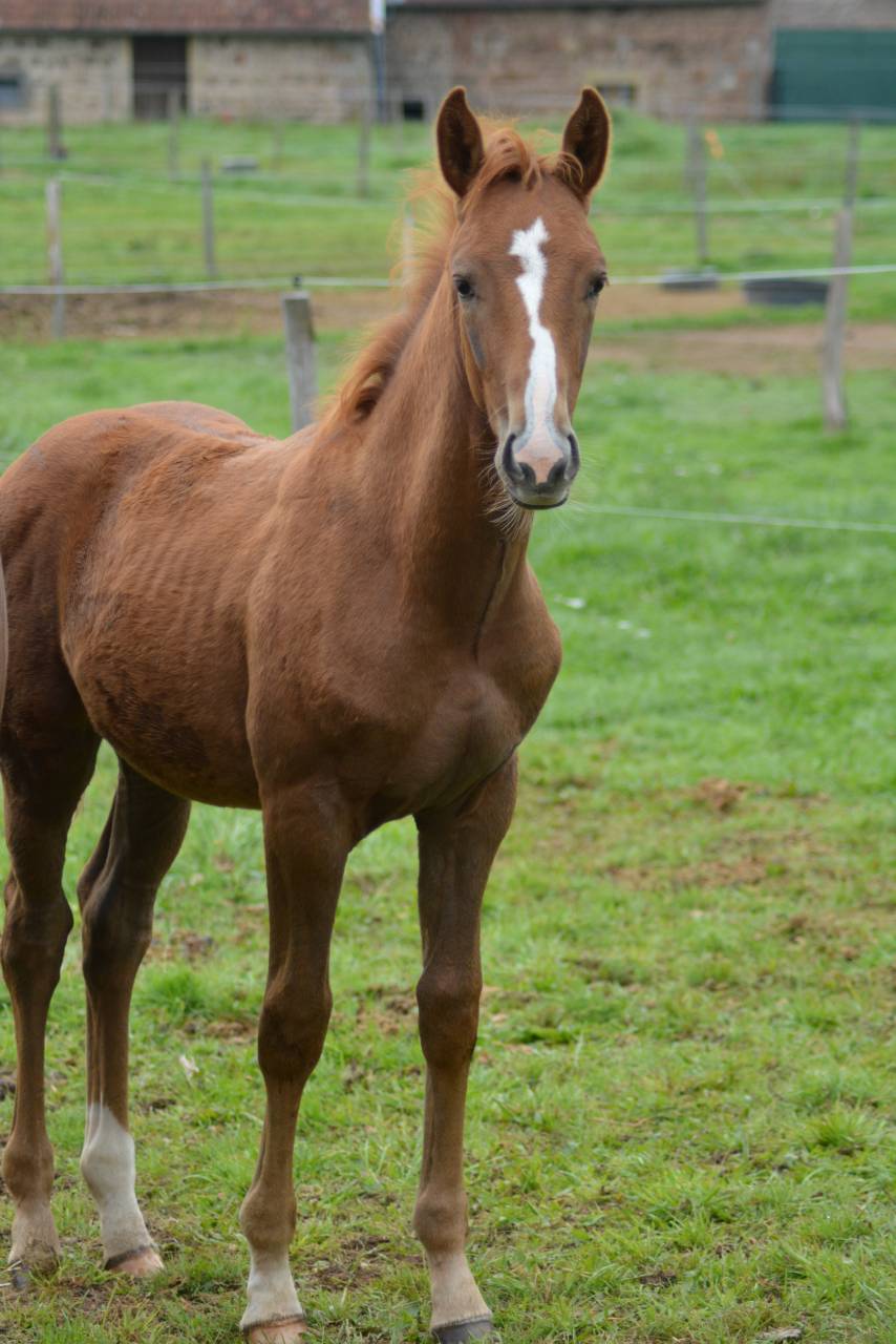 Colt Selle Français For sale 2025 Chesnut