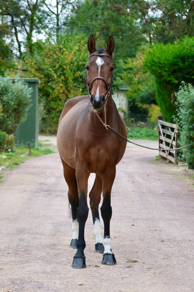 Mare KWPN Dutch Warmblood For sale 2016 Bay