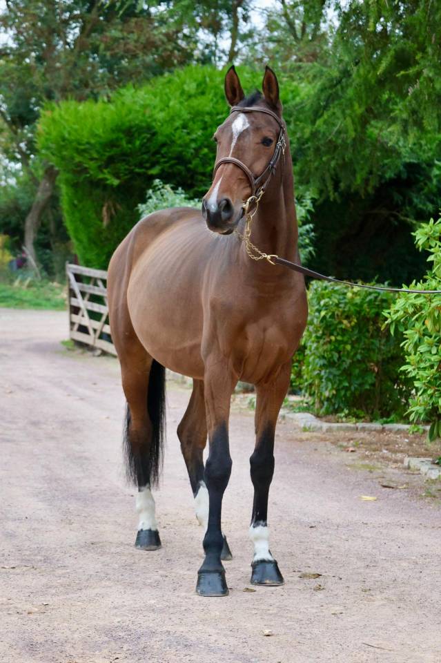 Mare KWPN Dutch Warmblood For sale 2016 Bay