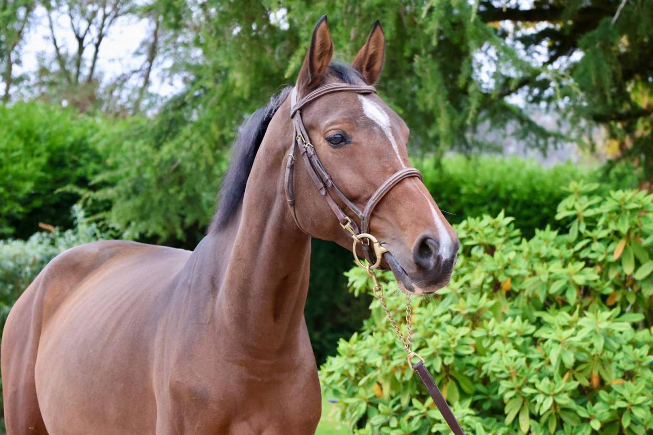 Mare KWPN Dutch Warmblood For sale 2016 Bay